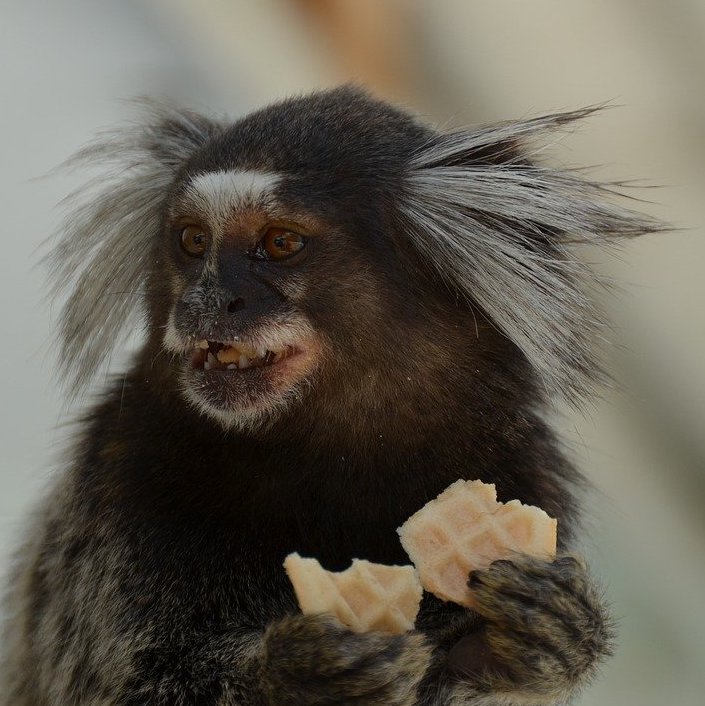 マーモンセットさん