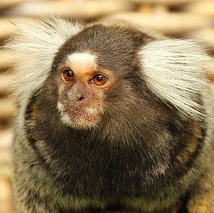 マーモンセット