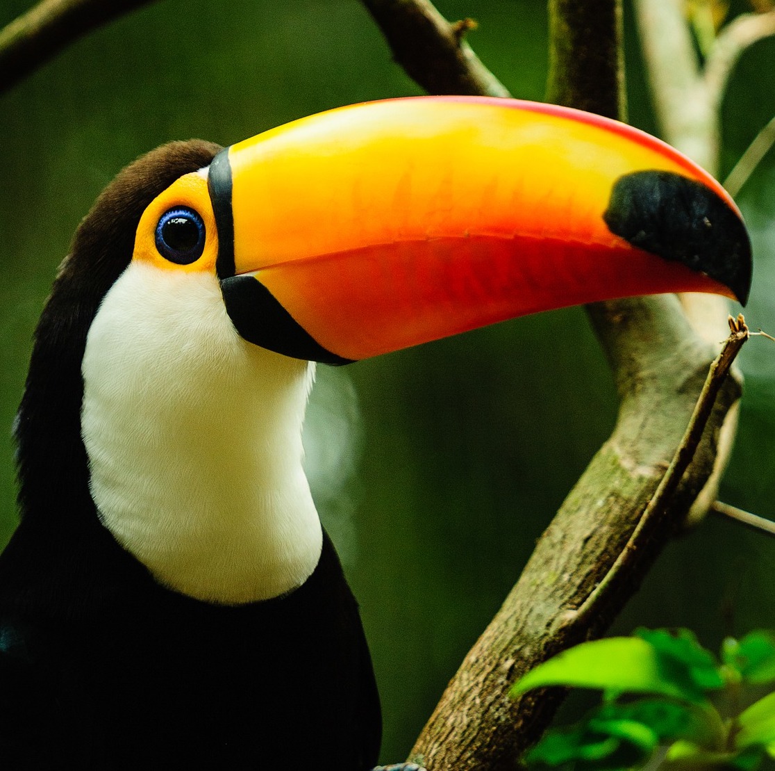 トュカーノさん